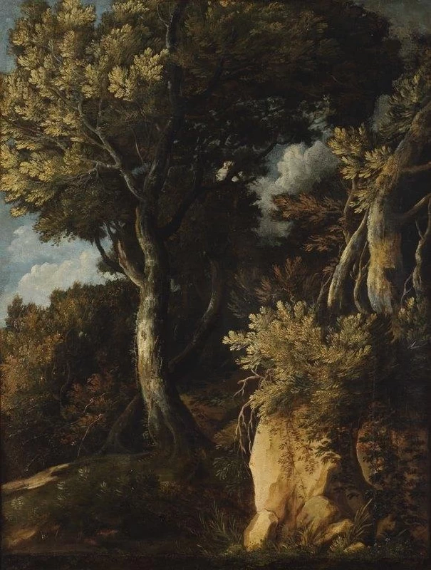 Alberi e rocce - Auckland Gallery